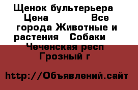 Щенок бультерьера › Цена ­ 35 000 - Все города Животные и растения » Собаки   . Чеченская респ.,Грозный г.